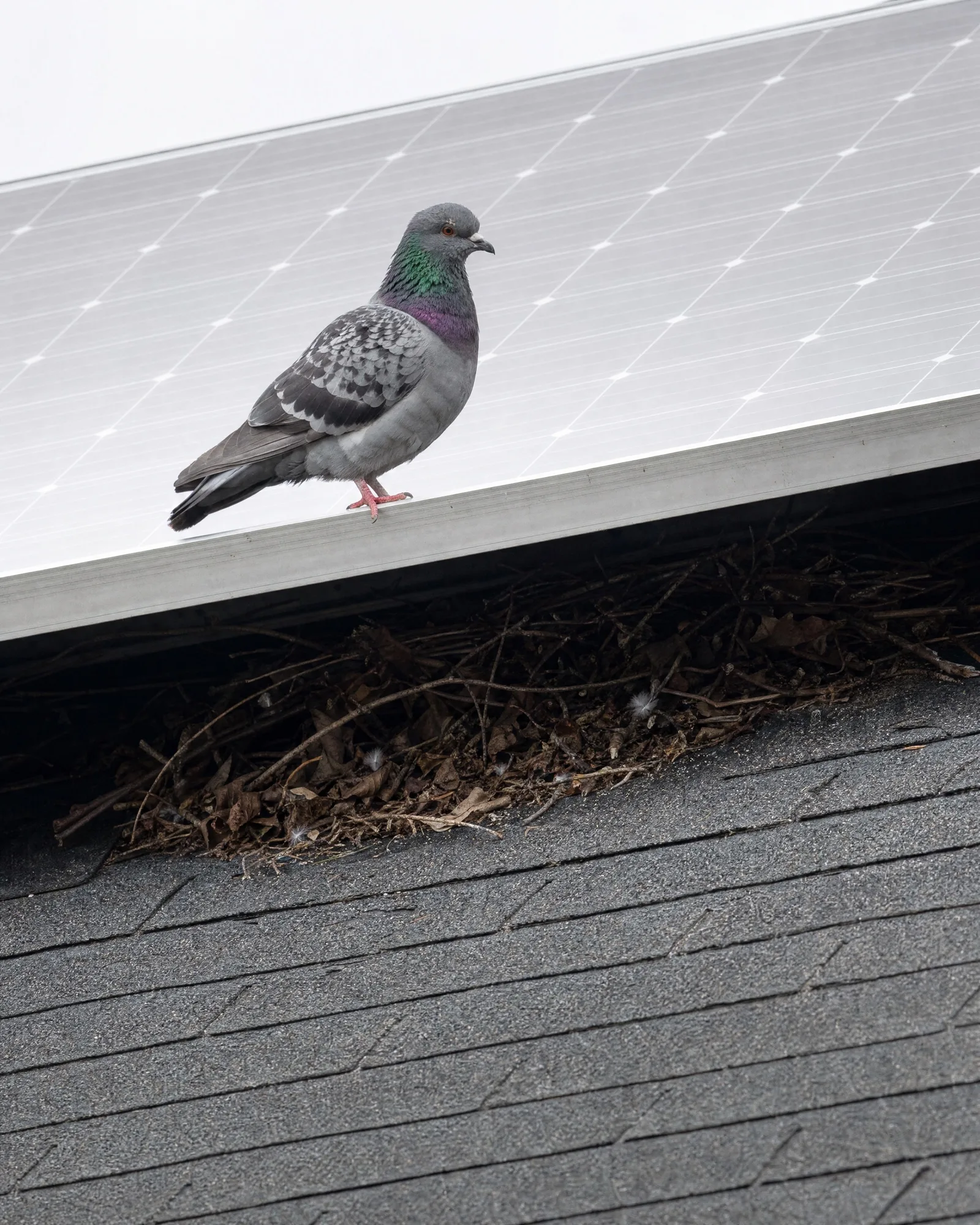 Pigeon on the edge of a solar panel with a nest packed underneath